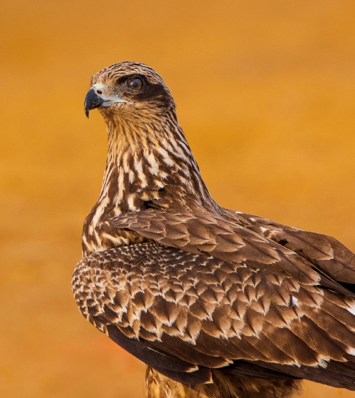 کورکور سیاه Black Kite