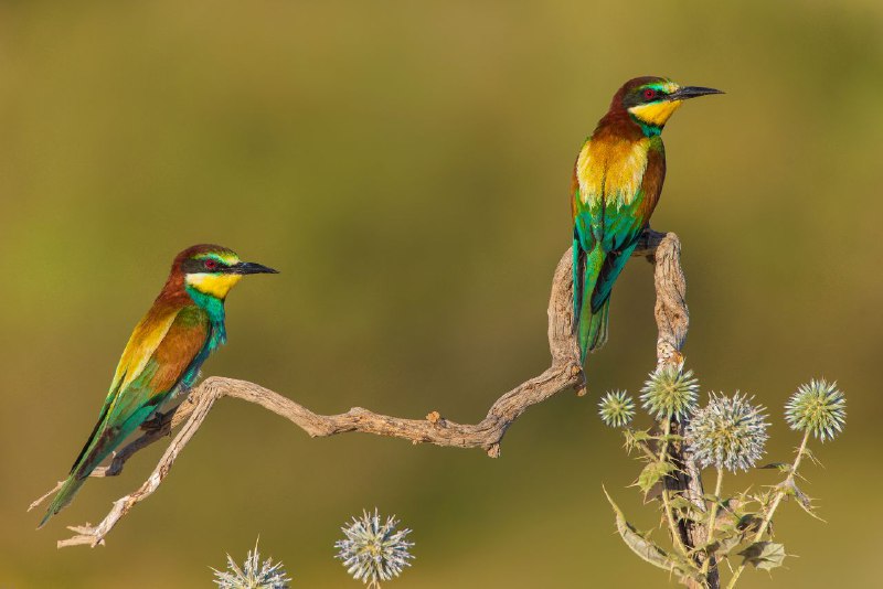 زنبورخوار گلوخرمایی Blue-cheeked Bee-eater