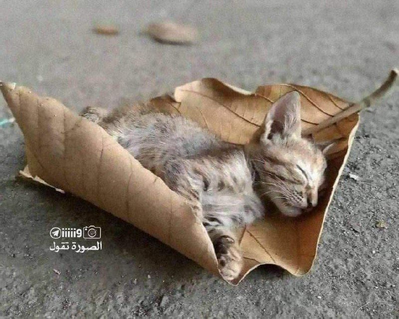 الصورة\_تقول **الأمان ليس له مقياس ، …
