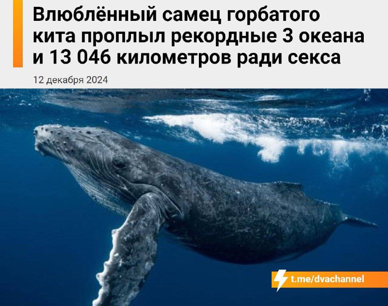 Вань, не тот чат
