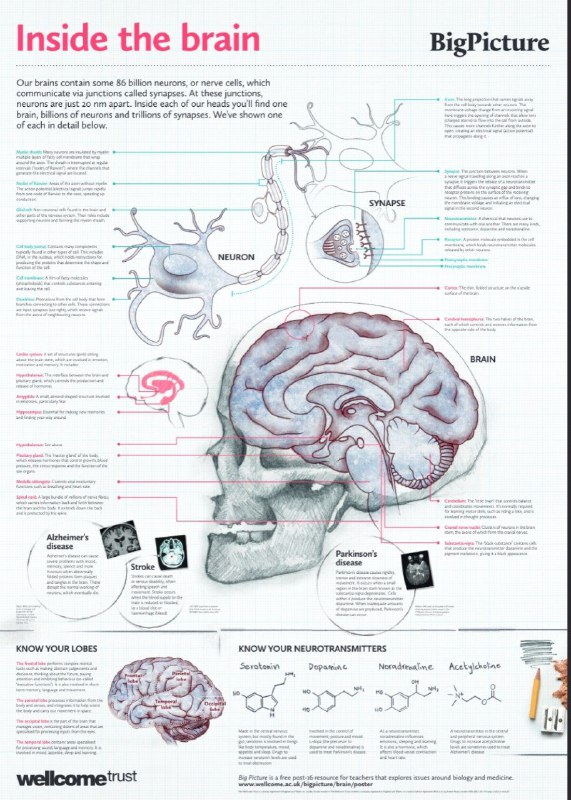 How does the Brain Work?