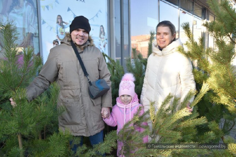 **Где и когда купить новогоднюю красавицу …