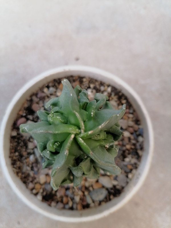 فروشگاه 🌵نی ریز کاکتوس🌵