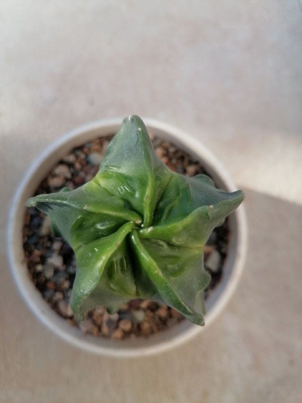 فروشگاه 🌵نی ریز کاکتوس🌵