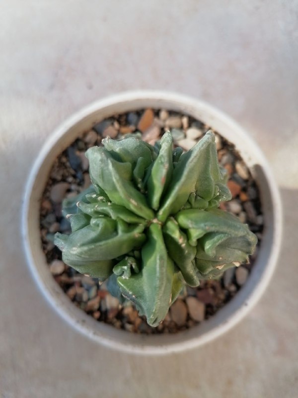 فروشگاه 🌵نی ریز کاکتوس🌵