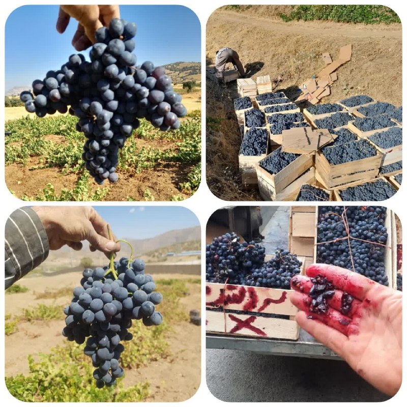 دیم کردستان موجود