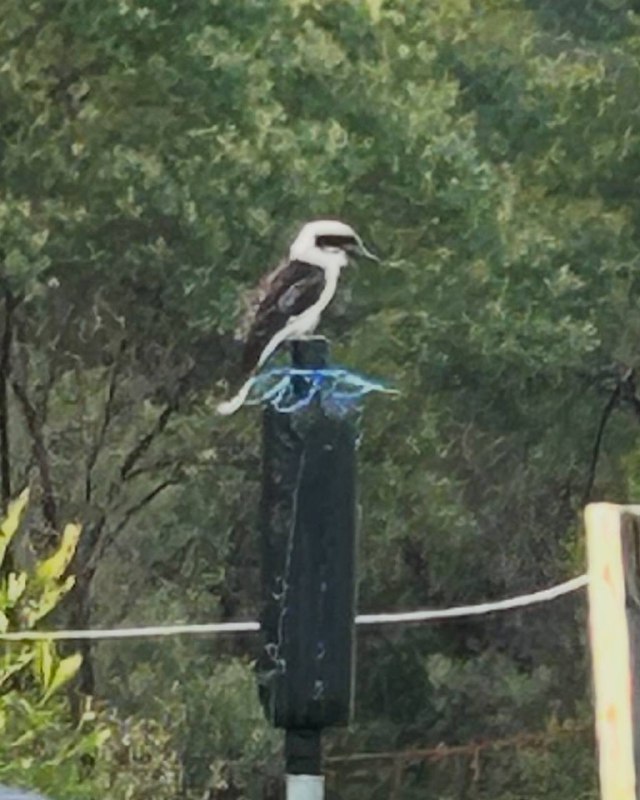 Psi op kookaburra charging up on …