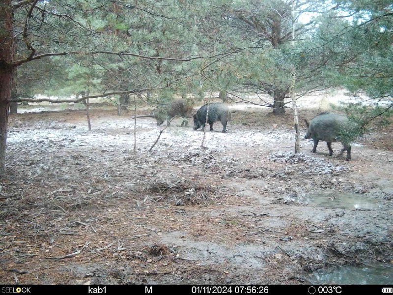 Вепревы Дети🐗🐗🐗