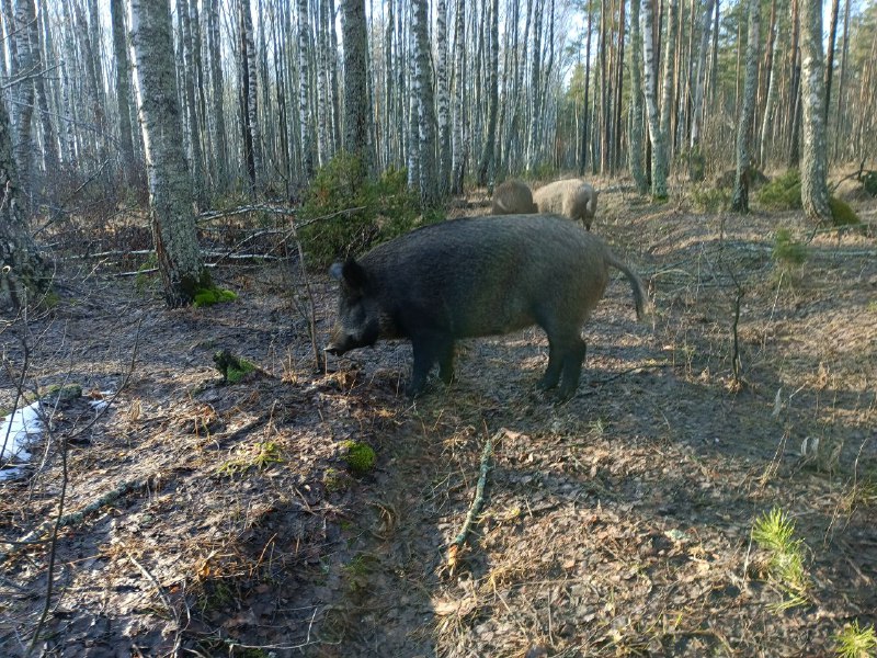 Вепревы Дети🐗🐗🐗