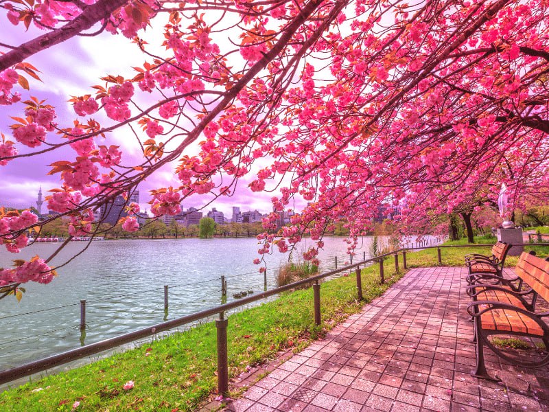 آخرین فرصت ثبت نام تور ژاپن …