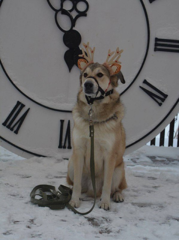 🎄Новогодний уголок найков❄️