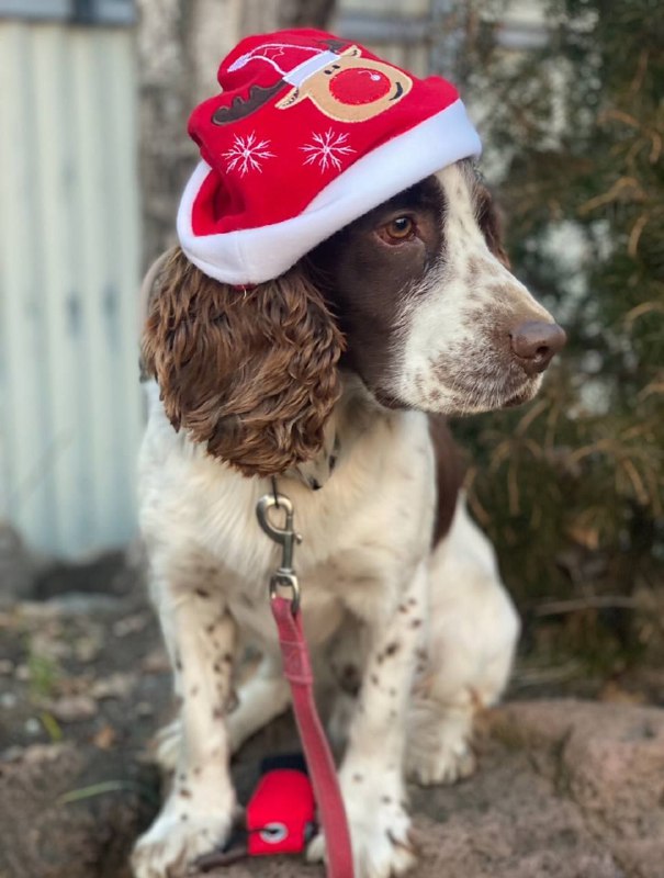 🎄Новогодний уголок найков❄️