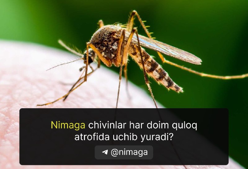 **Nimaga chivinlar har doim quloq