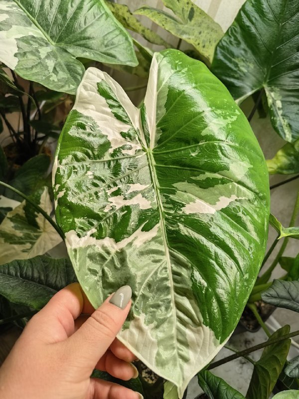 Новый листик *Alocasia fornicata var*