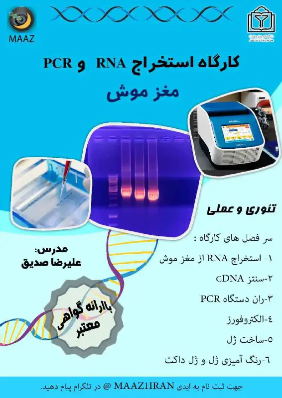 کارگاه مولکولی PCR از مغز موش