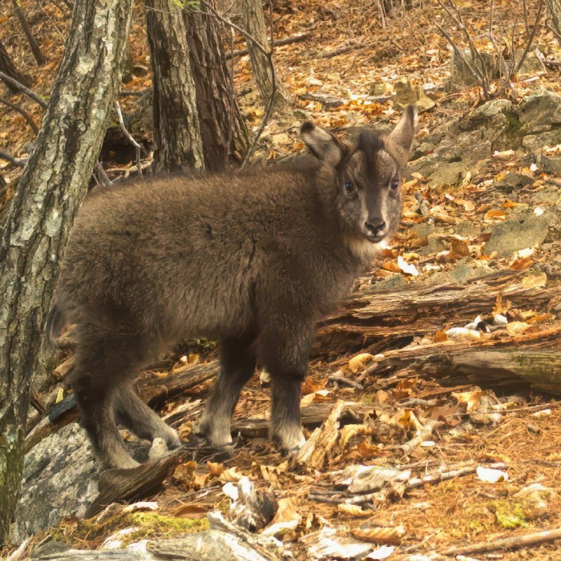 ***📸******🐐*****Фотоловушка запечатлела очаровательного детеныша амурского горала**.