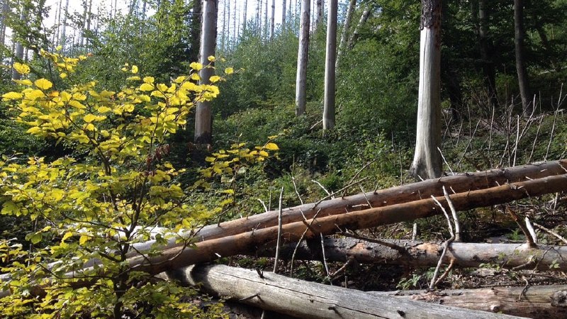 Im Bericht wird von biblischen Ausmaß gesprochen, was Wort wörtlich bedeutet, dass der Forst dafür verantwortlich ist, dass der Wald …