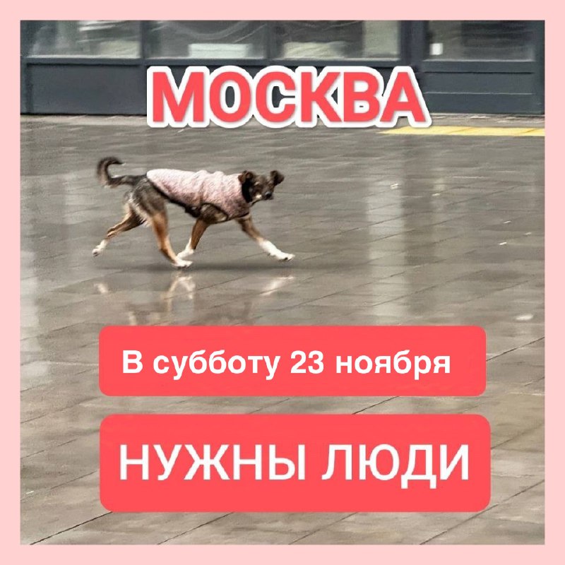 ***⚠️*** ***‼️***МОСКВА***‼️*****Нужна помощь с поиском Мани*****‼️***