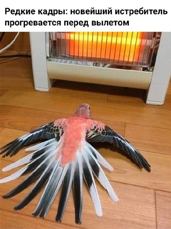 Шутки за 300