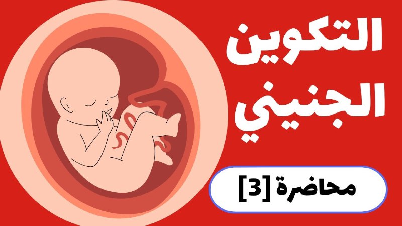 الاستاذة نور عماد