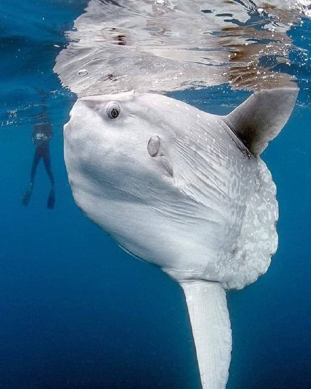 ***🌊******🐠*** The massive mola mola, also …