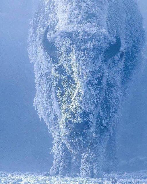 Bison at 35 below zero. Yellowstone …