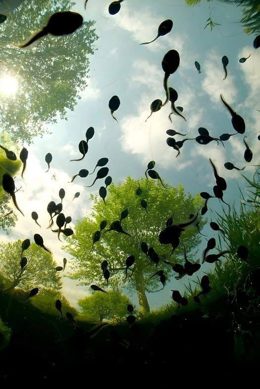 ***⚡️******📸*** Breathtaking Tadpole Photo Takes Top …