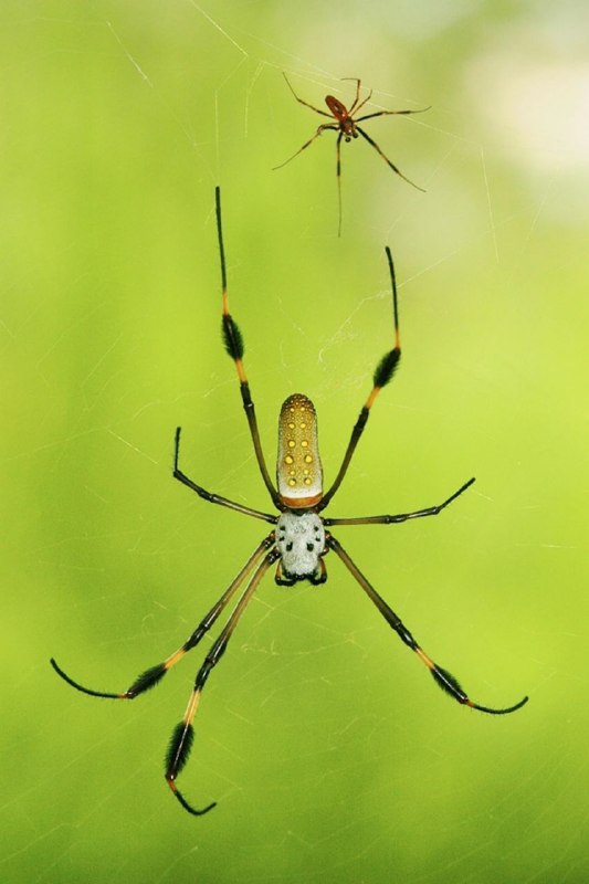 **NEPHILA PILIPES**,