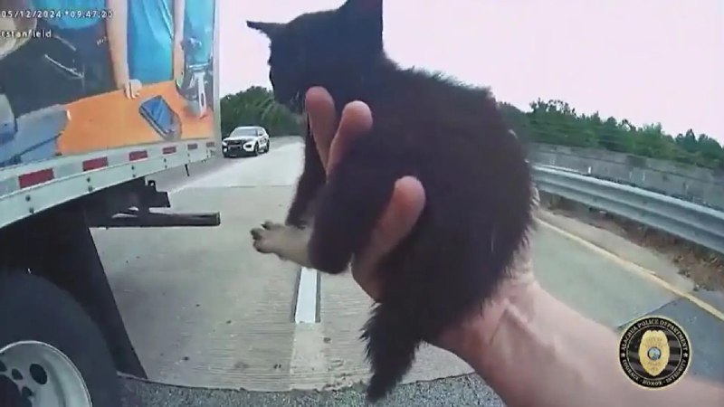 ***🔸*** **Un camionero corta el tráfico en una carretera de Florida para rescatar a un gatito**