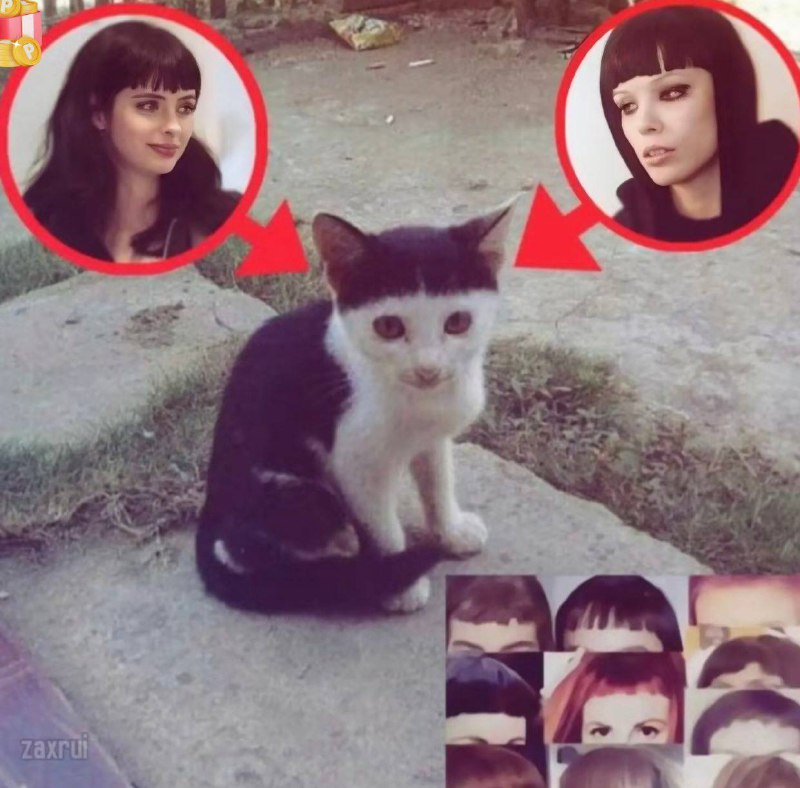 normal memes