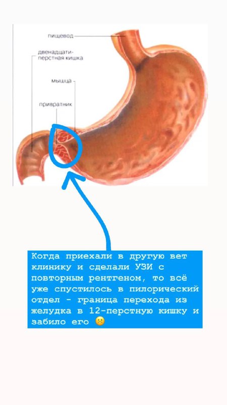 Нутрициолог Тамара Синько (studenttoma)