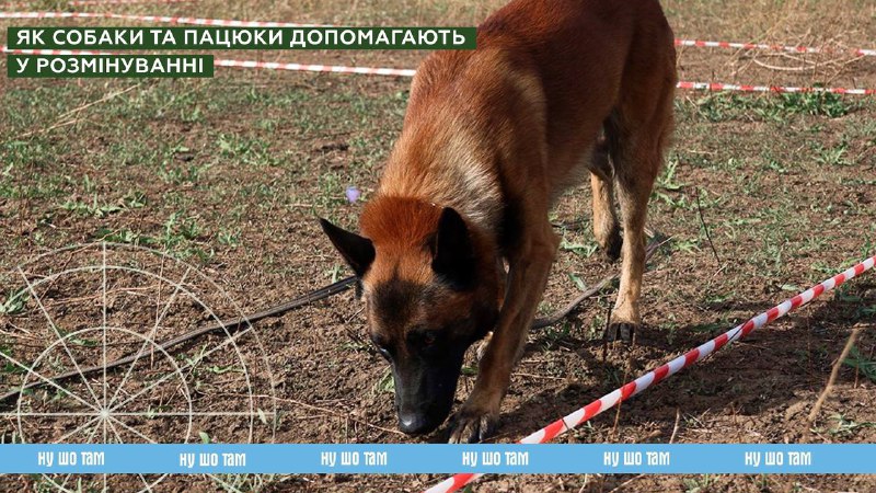 У наших партнерів вийшов [цікавий матеріал,](https://t.me/LinkasterDemining/38) …