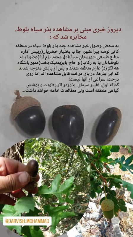 گمانه زنی مشاهده بذر بلوط سیاه …