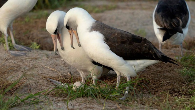 ***?******?*** **Le plus vieil oiseau sauvage …