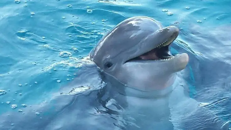 **°Интересные факты о дельфинах