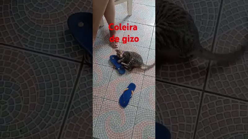 Coleira de gizo