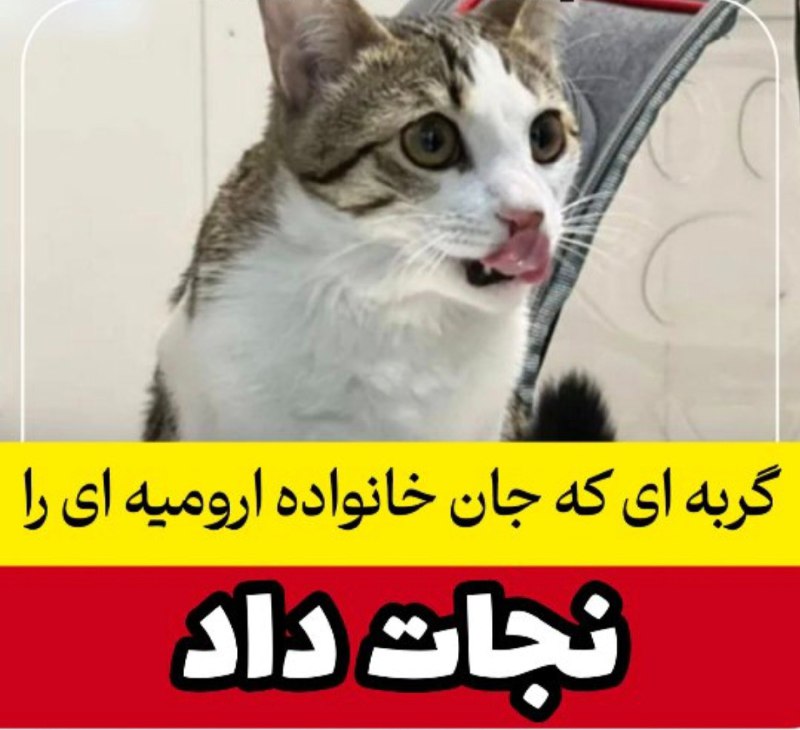 تو ارومیه یه خانواده ای هفته …