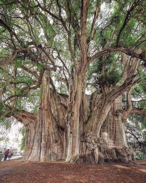 El Árbol del Tule