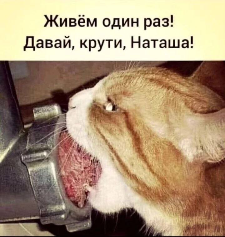 [Оооо, Котовое!](https://t.me/okotovoe)