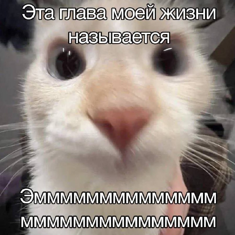 [Оооо, Котовое!](https://t.me/okotovoe)