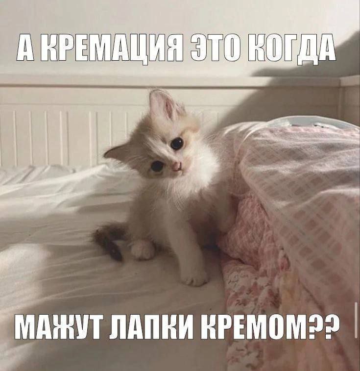 [Оооо, Котовое!](https://t.me/okotovoe)