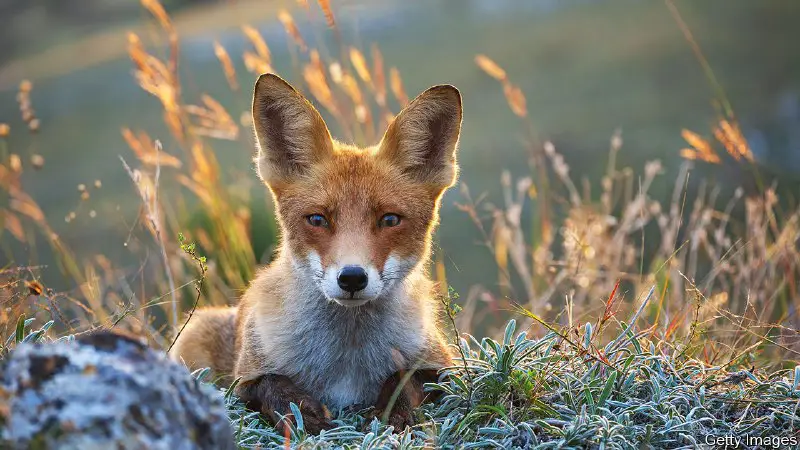 ***🦊***У *The Economist* вийшов [матеріал](https://www.economist.com/europe/2024/03/07/ukraines-animals-are-also-victims-of-the-war) про те, **як війна впливає на українських тварин**.