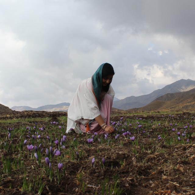 ***⭕️*** زعفران پوشال طبیعی خشک