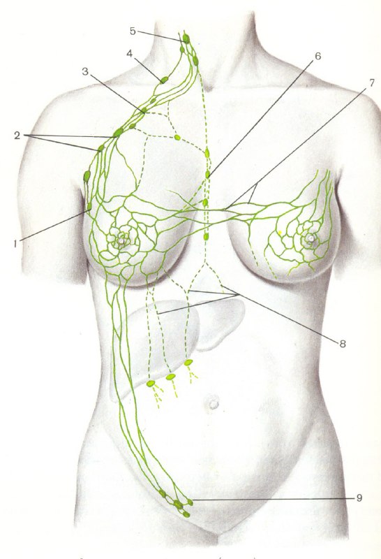 **ЗАЧЕМ НУЖНА ЛИМФАТИЧЕСКАЯ СИСТЕМА МОЛОЧНОЙ ЖЕЛЕЗЕ?**