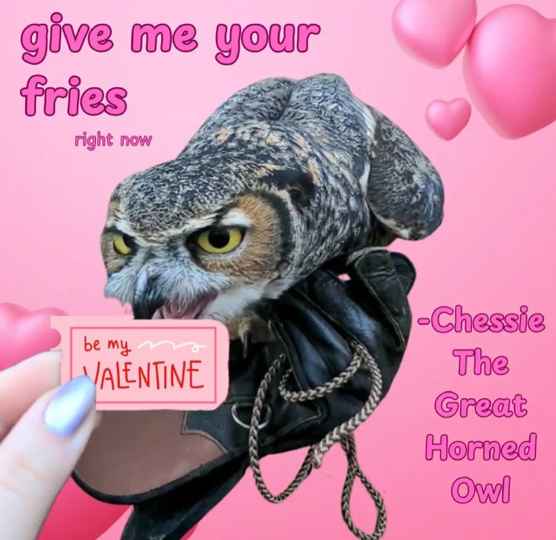 All owls, all the time