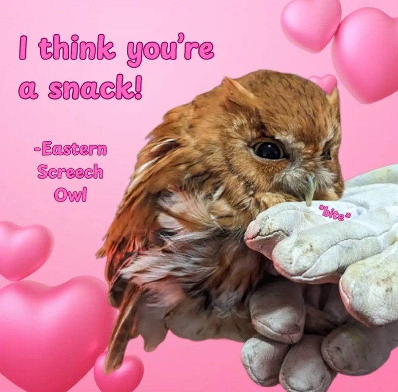 All owls, all the time