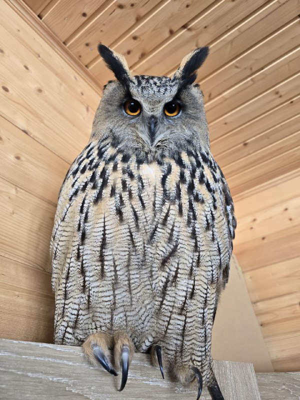 All owls, all the time