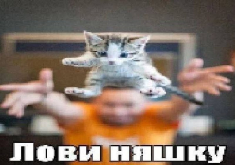 котэ