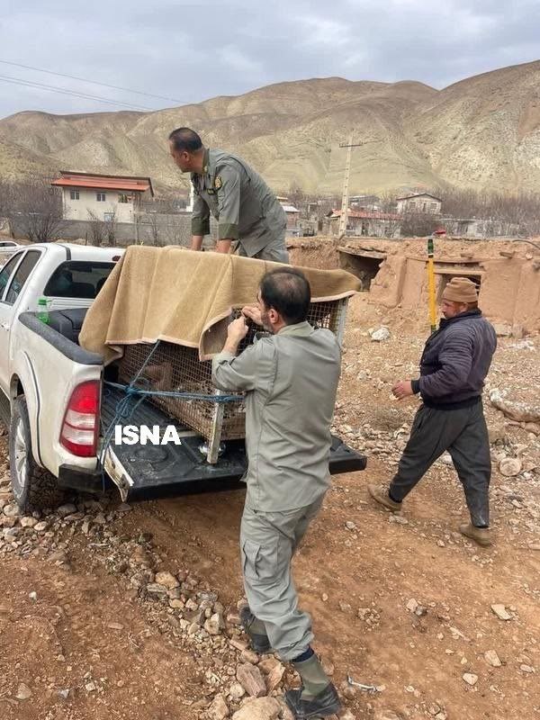 ***📸*** پلنگ سرگردان دماوند زنده‌گیری شد