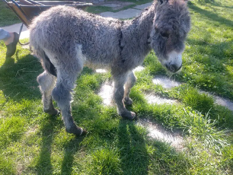 Osloff donkey farm